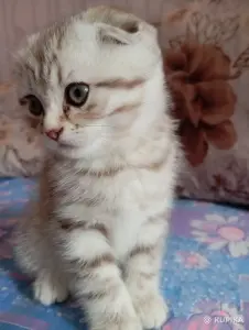 Котята