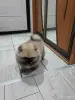 Мальчик померанского шпица - Вся Беларусь - 252028 - Доска объявлений Kupika.by - Фото 2
