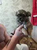 Собака - Вся Беларусь - 253374 - Доска объявлений Kupika.by
