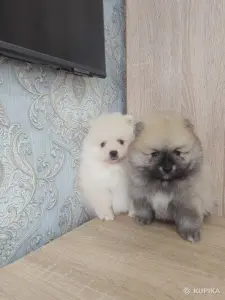 Щенки померанский шпиц