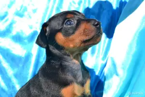 Щенки цвергпинчера