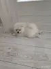 Мальчики померанского шпица - Вся Беларусь - 251619 - Доска объявлений Kupika.by