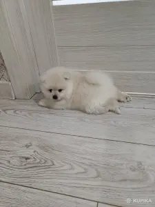 Мальчики померанского шпица