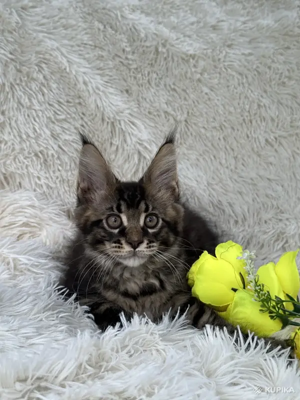 Кошки - Мейн-Кун котята - Вся Беларусь - Фото 10 Мейн-Кун котята - Вся Беларусь - 250701 - Доска объявлений Kupika.by - Фото 10
