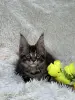 Кошки - Мейн-Кун котята - Вся Беларусь - Фото 10 Мейн-Кун котята - Вся Беларусь - 250701 - Доска объявлений Kupika.by - Фото 10