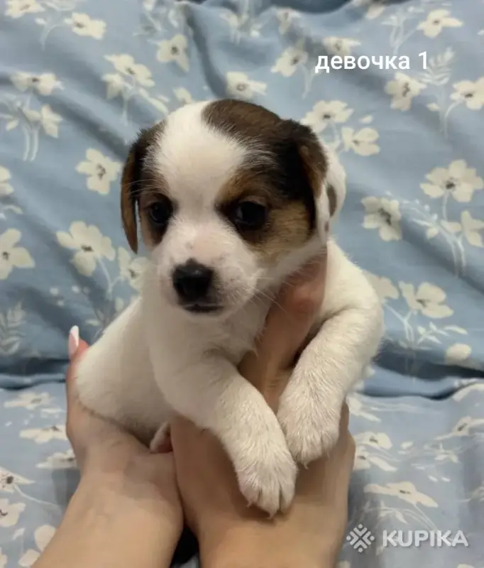 Щенки Джек Рассел терьера - Вся Беларусь - 251785 - Доска объявлений Kupika.by - Фото 2