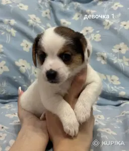 Щенки Джек Рассел терьера
