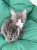 Котята - Вся Беларусь - 249159 - Доска объявлений Kupika.by - Фото 4