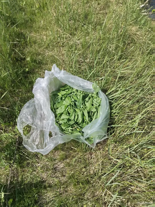 Щавель луговой