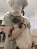 Котята невские маскарадные - Вся Беларусь - 251004 - Доска объявлений Kupika.by - Фото 14
