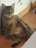 кошка Малява ищет дом! - Вся Беларусь - 252026 - Доска объявлений Kupika.by - Фото 5