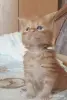 Мейн-кун - Столин - 250950 - Доска объявлений Kupika.by - Фото 7