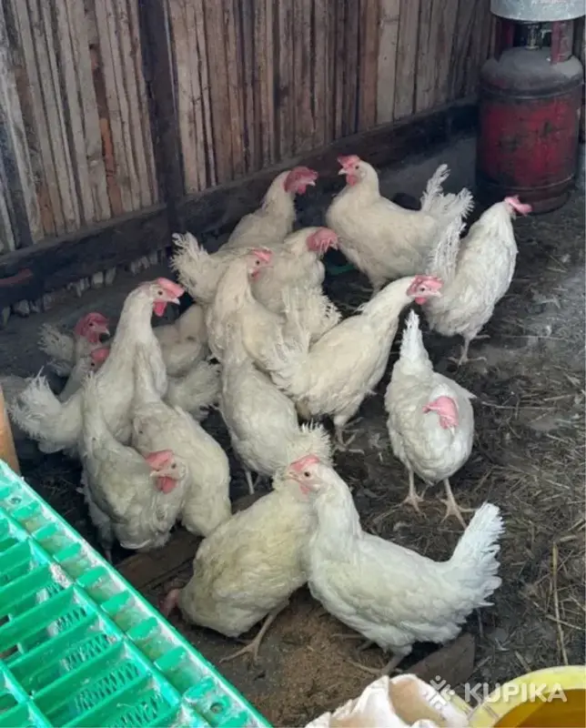 Куры несушки