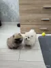 Собаки - Щенки померанский шпиц - Вся Беларусь - Фото 2 Щенки померанский шпиц - Вся Беларусь - 251688 - Доска объявлений Kupika.by - Фото 2