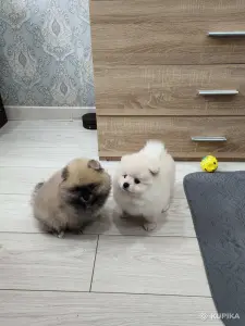 Щенки померанский шпиц
