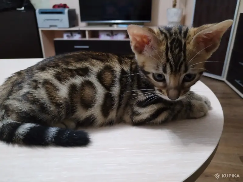 Котенок бенгальский - Вся Беларусь - 250699 - Доска объявлений Kupika.by - Фото 4