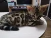 Котенок бенгальский - Вся Беларусь - 250699 - Доска объявлений Kupika.by - Фото 4