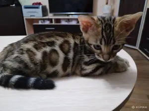 Котенок бенгальский