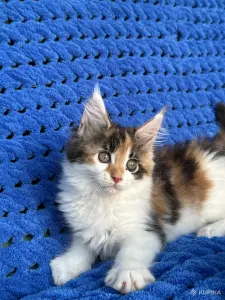 Мейн-кун котята