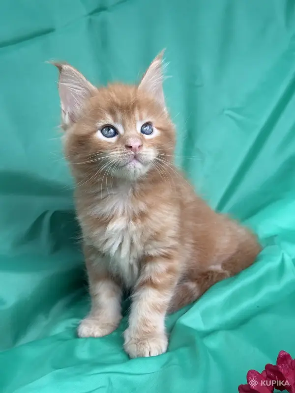 Кошки - Мейн-кун котята - Вся Беларусь - Фото 4 Мейн-кун котята - Вся Беларусь - 251799 - Доска объявлений Kupika.by - Фото 4