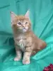 Кошки - Мейн-кун котята - Вся Беларусь - Фото 4 Мейн-кун котята - Вся Беларусь - 251799 - Доска объявлений Kupika.by - Фото 4