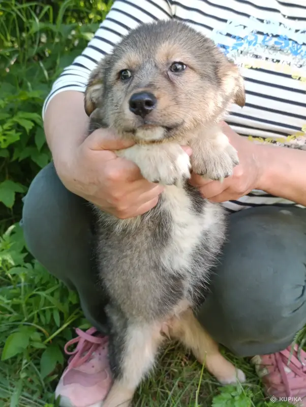 Щенки - Вся Беларусь - 252504 - Доска объявлений Kupika.by - Фото 12