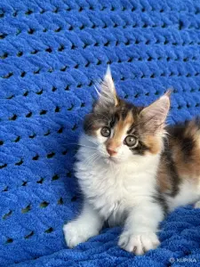 Мейн-кун котята