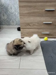 Щенки померанский шпиц