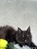 Кошки - Мейн-Кун котята - Вся Беларусь - Фото 9 Мейн-Кун котята - Вся Беларусь - 250701 - Доска объявлений Kupika.by - Фото 9