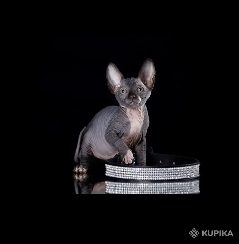 Кошки - Канадский сфинкс котята Бамбини Эльф - Вся Беларусь - Фото 10 Канадский сфинкс котята Бамбини Эльф - Вся Беларусь - 252494 - Доска объявлений Kupika.by - Фото 10