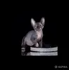 Кошки - Канадский сфинкс котята Бамбини Эльф - Вся Беларусь - Фото 10 Канадский сфинкс котята Бамбини Эльф - Вся Беларусь - 252494 - Доска объявлений Kupika.by - Фото 10