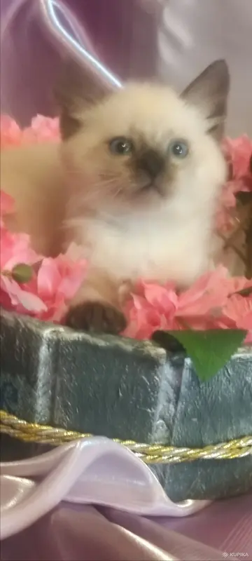 Котята невские маскарадные - Вся Беларусь - 251004 - Доска объявлений Kupika.by - Фото 12