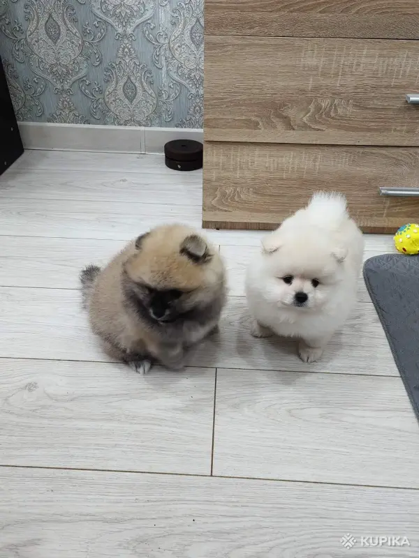 Щенки померанский шпиц