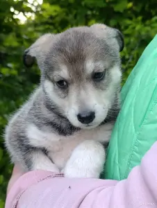 Щенок в дар