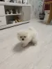 Щенок померанского шпица - Вся Беларусь - 251175 - Доска объявлений Kupika.by - Фото 4