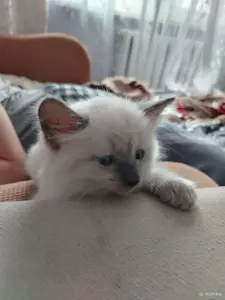 Котята невские маскарадные