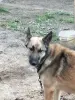 Щенки немецкой овчарки - Вся Беларусь - 250850 - Доска объявлений Kupika.by - Фото 4