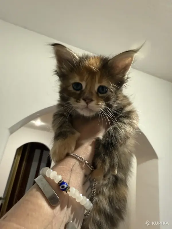 Кошки - Котята мейн-кун - Вся Беларусь - Фото 6 Котята мейн-кун - Вся Беларусь - 252200 - Доска объявлений Kupika.by - Фото 6