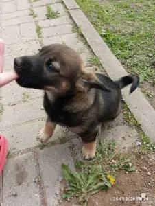 Щенки в дар
