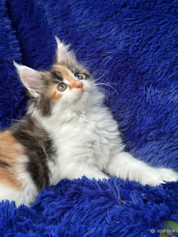 Кошки - Мейн-кун котята - Вся Беларусь - Фото 12 Мейн-кун котята - Вся Беларусь - 252201 - Доска объявлений Kupika.by - Фото 12