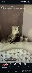 Шотландские мальчики, серый и черный