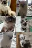 Котята невские маскарадные - Вся Беларусь - 251004 - Доска объявлений Kupika.by - Фото 5