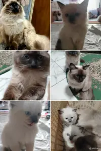 Котята невские маскарадные