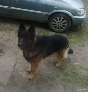 Щенки немецкой овчарки