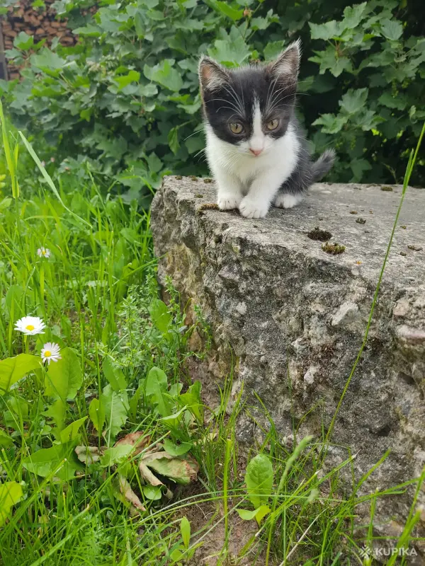 Кошки - Котята - Вся Беларусь - Фото 2 Котята - Вся Беларусь - 251571 - Доска объявлений Kupika.by - Фото 2