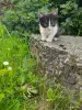 Кошки - Котята - Вся Беларусь - Фото 2 Котята - Вся Беларусь - 251571 - Доска объявлений Kupika.by - Фото 2