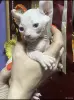 Канадский сфинкс Классический Бамбино Эльф - Вся Беларусь - 251200 - Доска объявлений Kupika.by - Фото 10