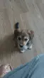 Максим