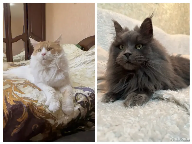 Кошки - Мейн-Кун котята - Вся Беларусь - Фото 12 Мейн-Кун котята - Вся Беларусь - 250701 - Доска объявлений Kupika.by - Фото 12