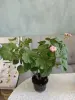 Комнатные растения - Розебудные цветущие герани Antique Rose - 15 и 22 рублей - Вся Беларусь - Фото 8 Розебудные цветущие герани Antique Rose - 15 и 22 рублей - Вся Беларусь - 251599 - Доска объявлений Kupika.by - Фото 8